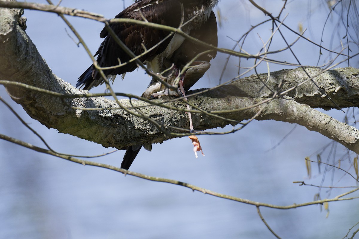Balbuzard pêcheur - ML633987459