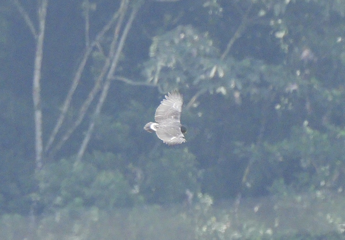 Barred Hawk - ML633987460