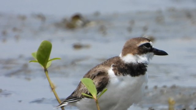 Wilson's Plover - ML633987513