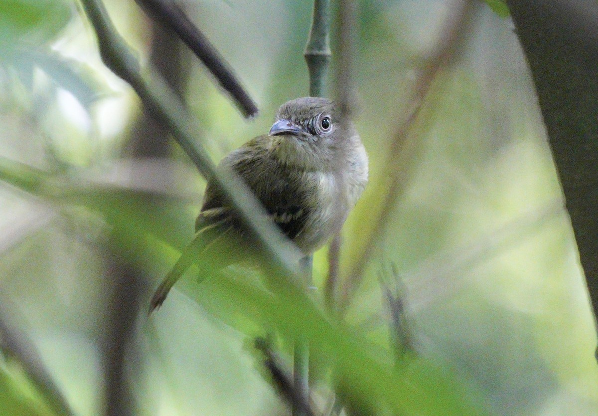 Southern Bentbill - ML633987525