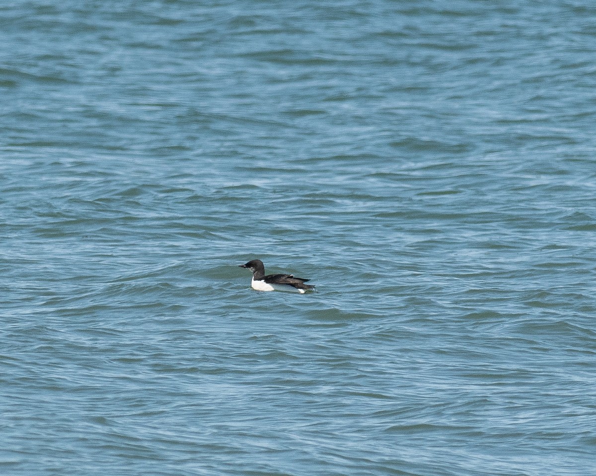 Guillemot de Brünnich - ML633987570