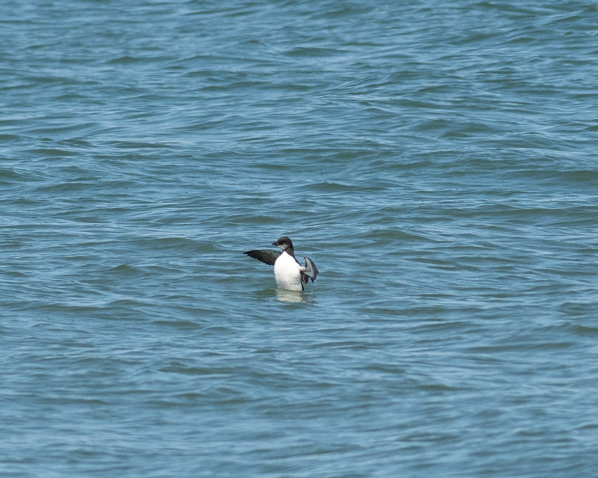 Guillemot de Brünnich - ML633987571