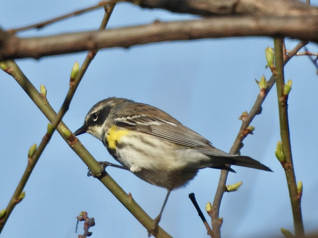 Yellow-rumped Warbler - ML633987681