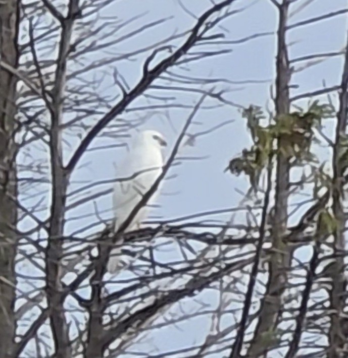 Gray Goshawk - ML633987745