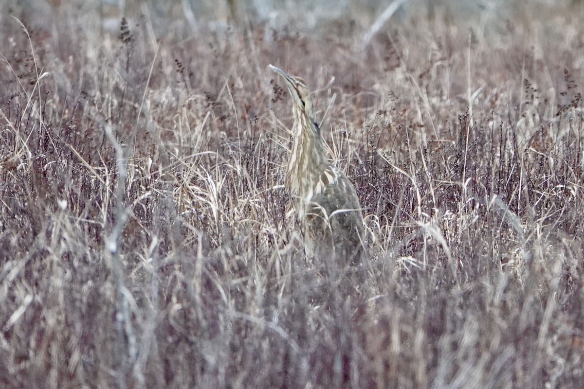 American Bittern - ML633987746