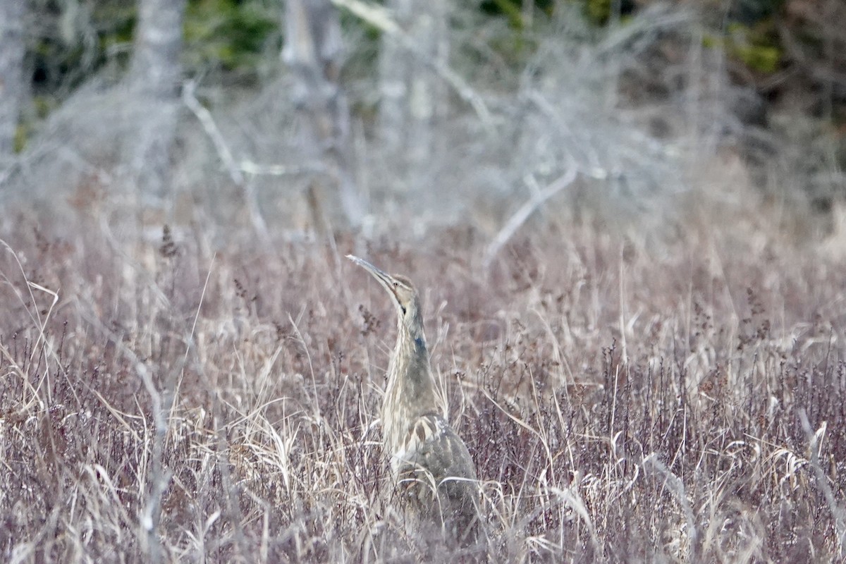 American Bittern - ML633987771