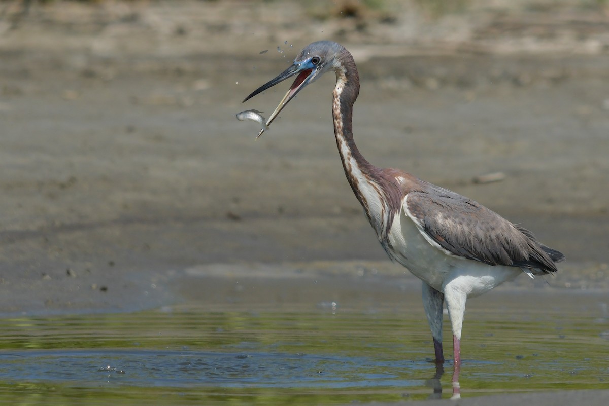 Tricolored Heron - ML633987815