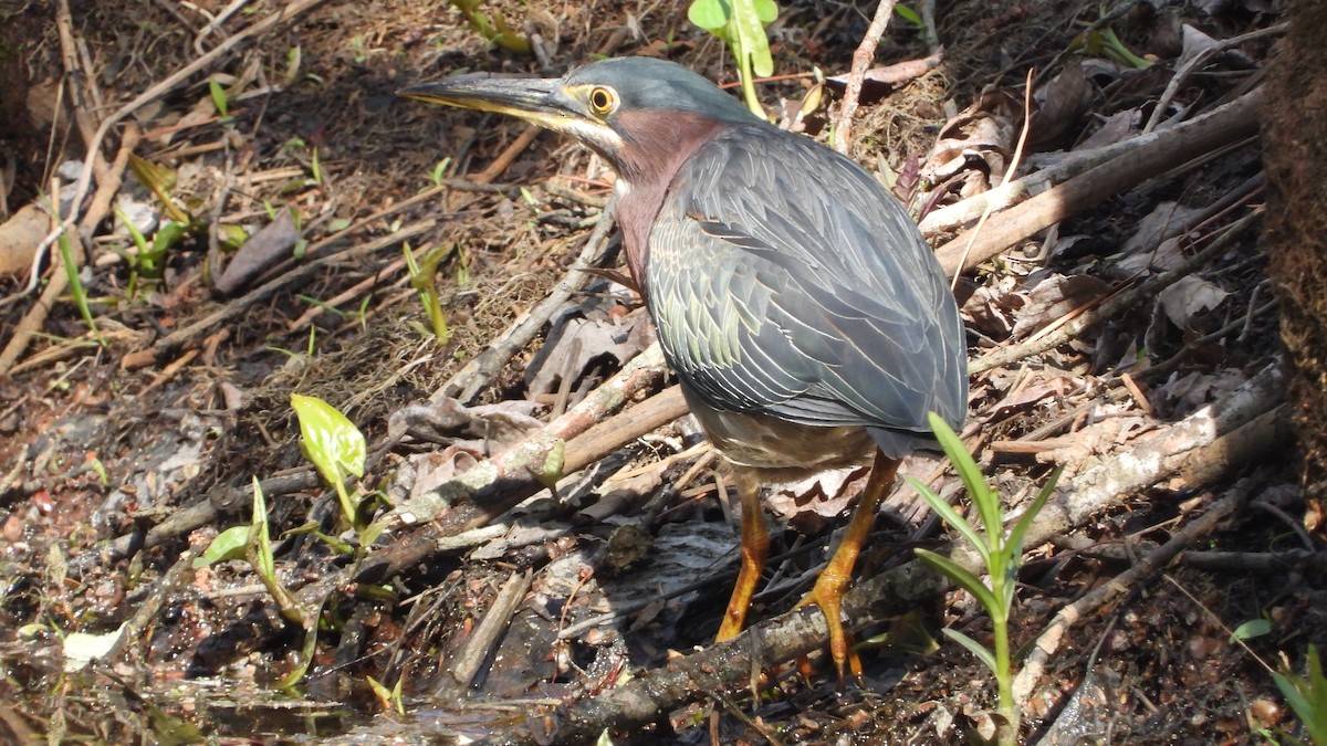 Green Heron - ML633987992