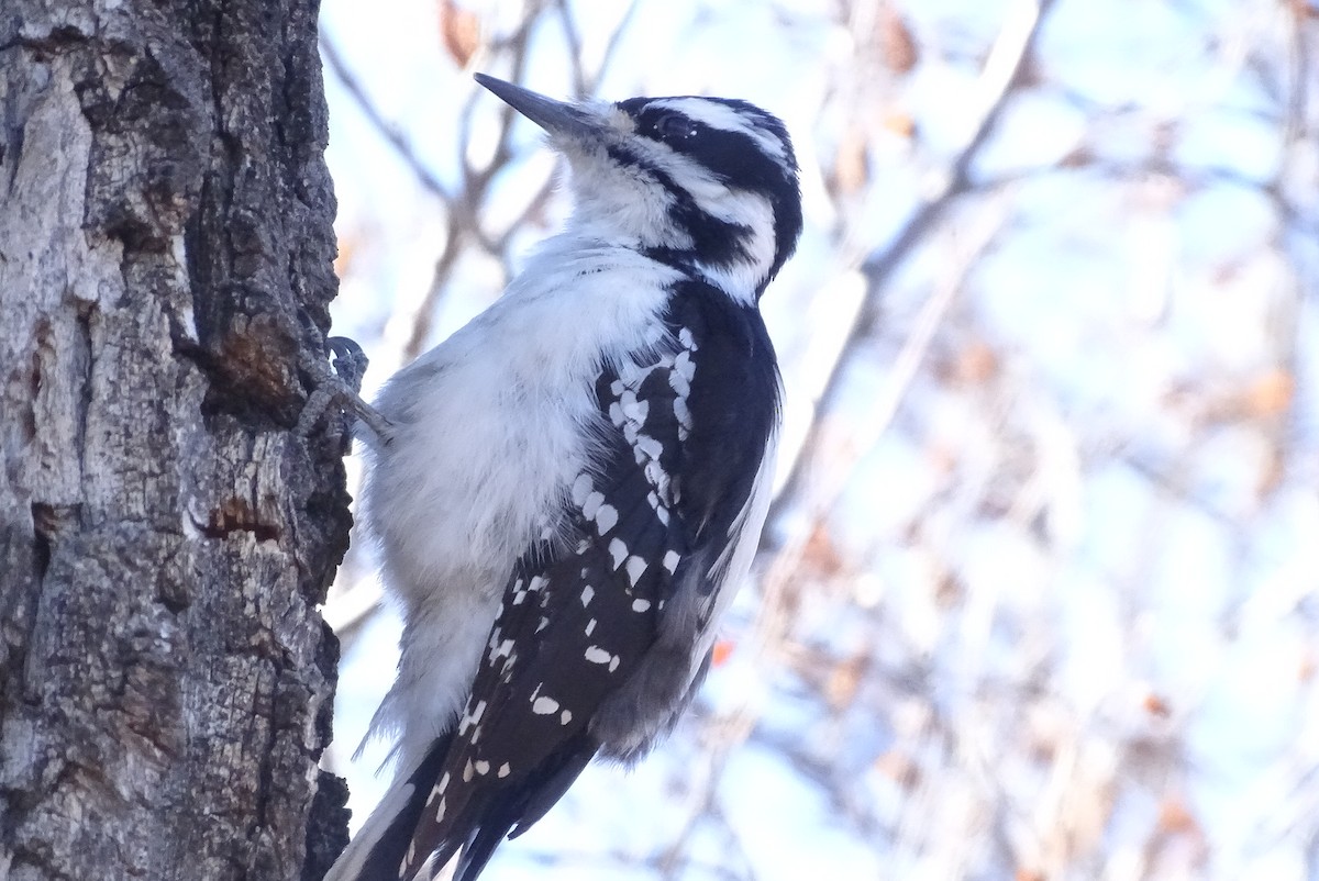 Hairy Woodpecker - ML633988051