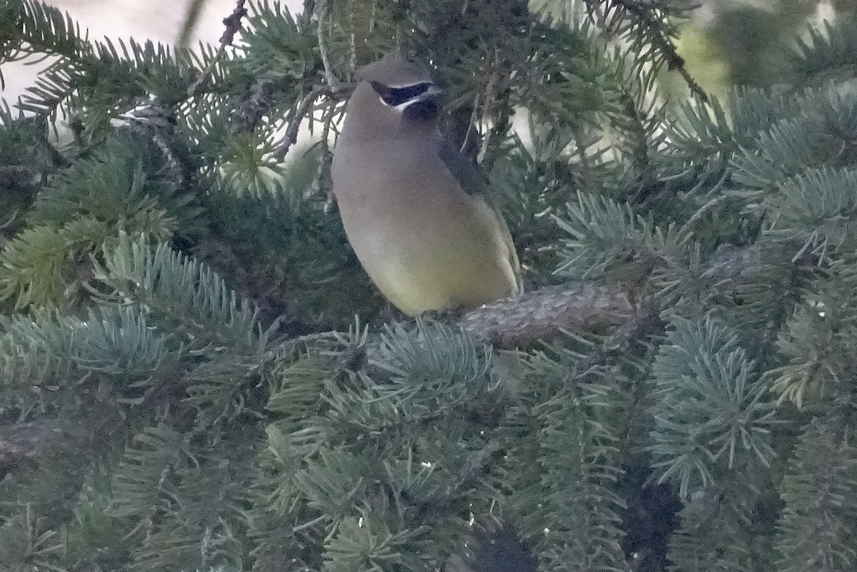 Cedar Waxwing - ML633988063