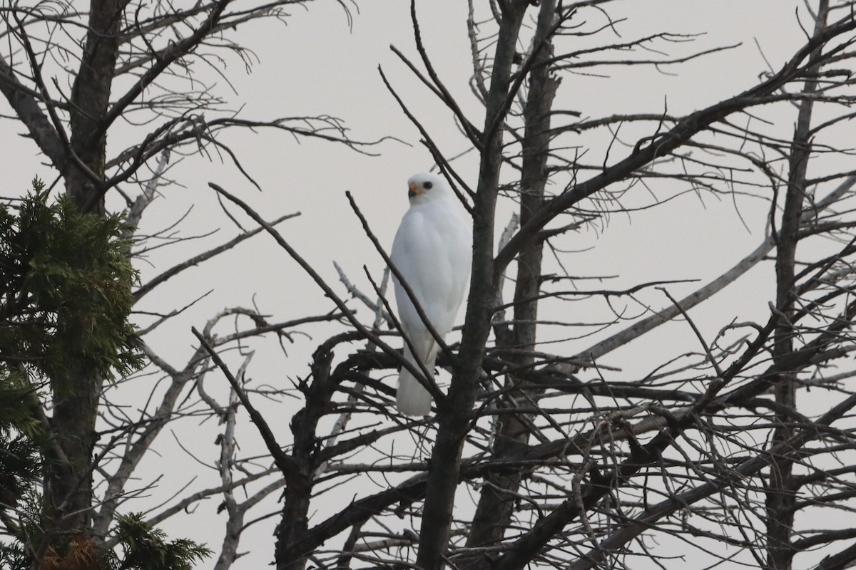 Gray Goshawk - ML633988119