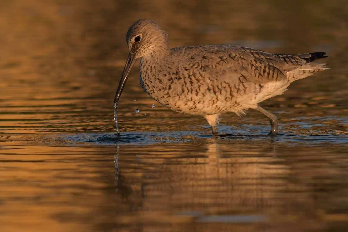 Willet - ML633988171