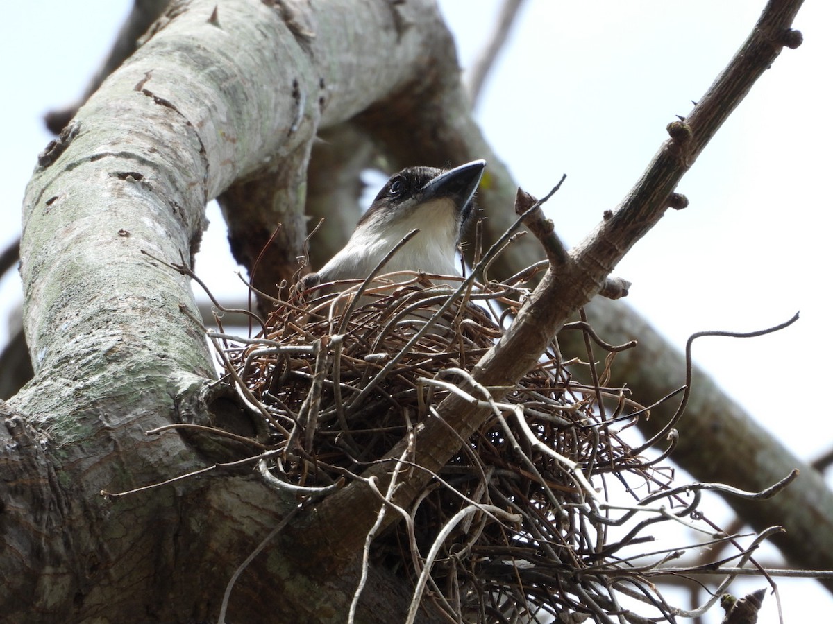 Giant Kingbird - ML633988175