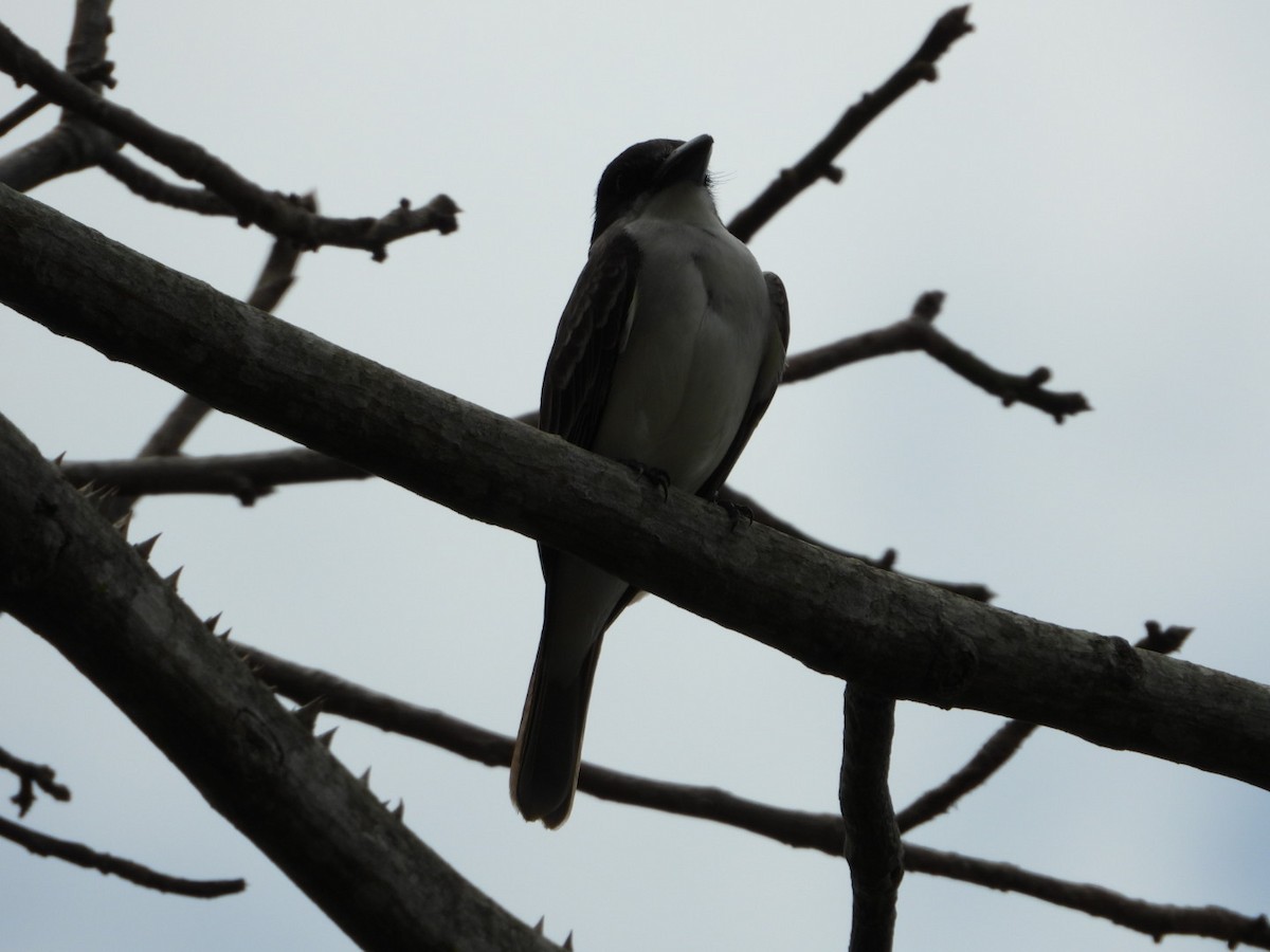 Giant Kingbird - ML633988176
