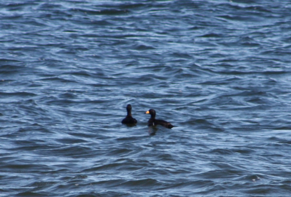 Black Scoter - ML633988222