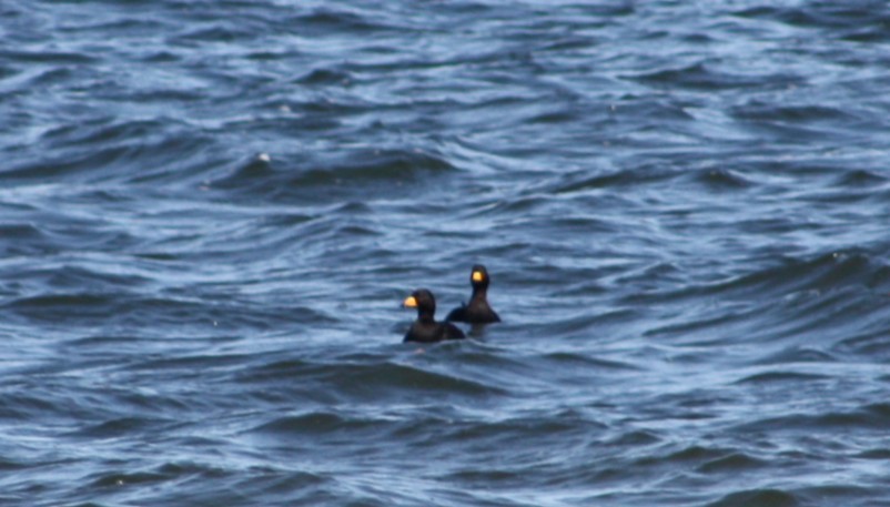 Black Scoter - ML633988223