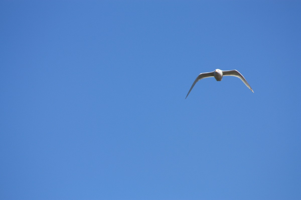 gull sp. - ML633988226