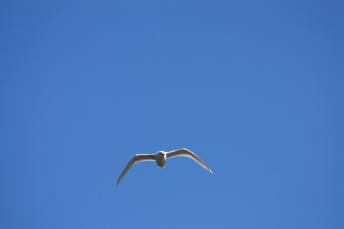 gull sp. - ML633988227