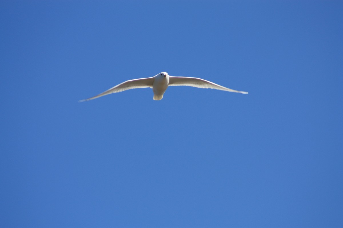 gull sp. - ML633988228