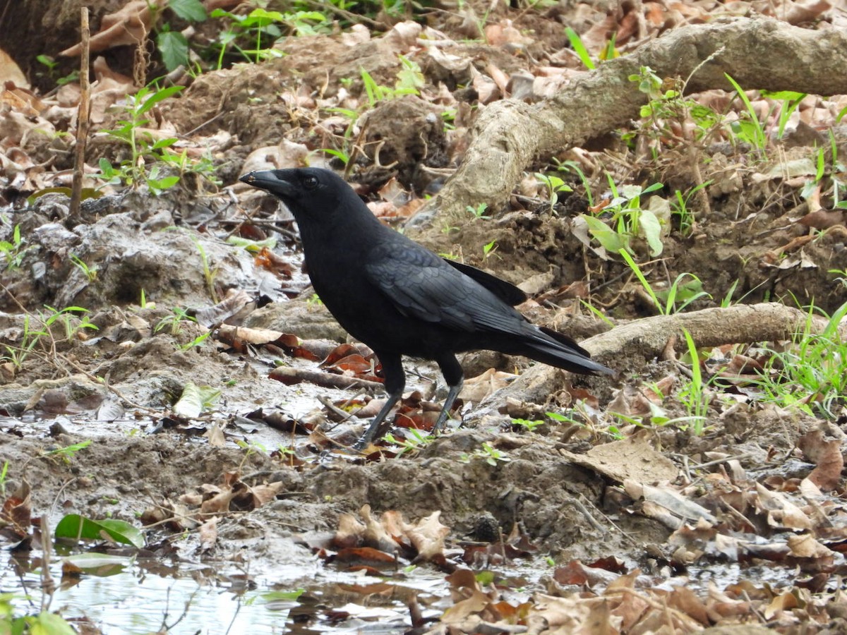 Cuban Palm-Crow - ML633988238