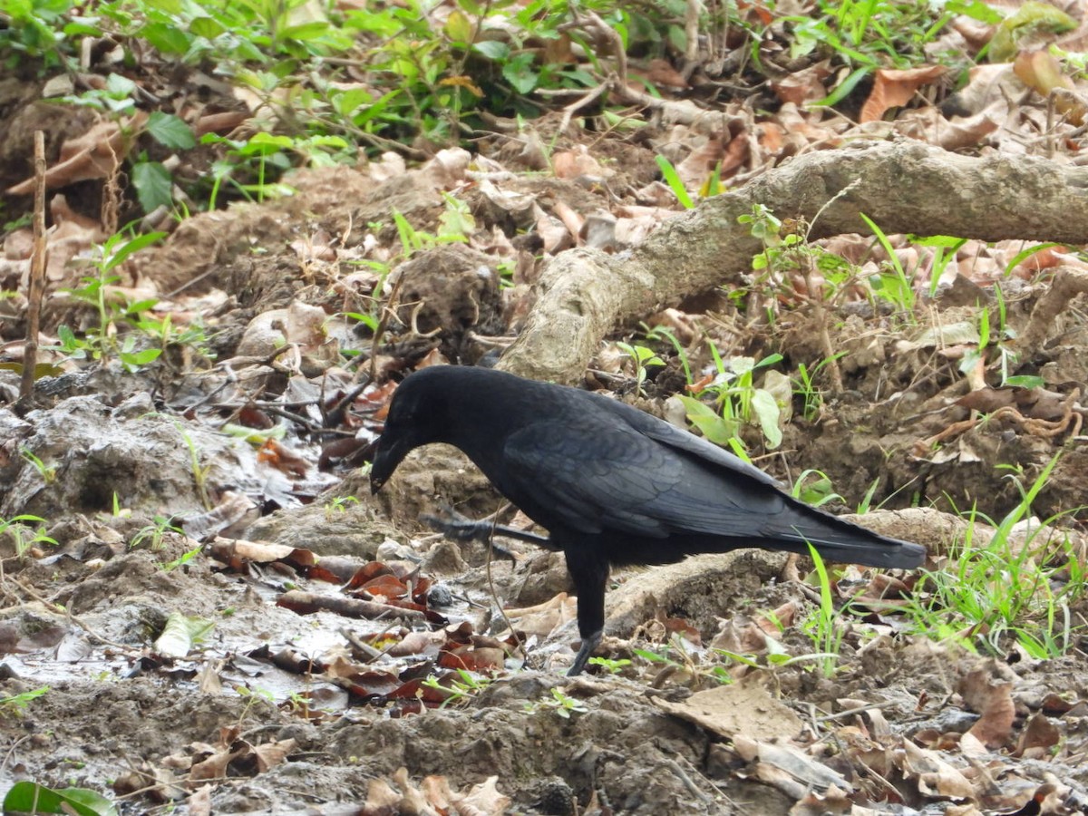 Cuban Palm-Crow - ML633988239