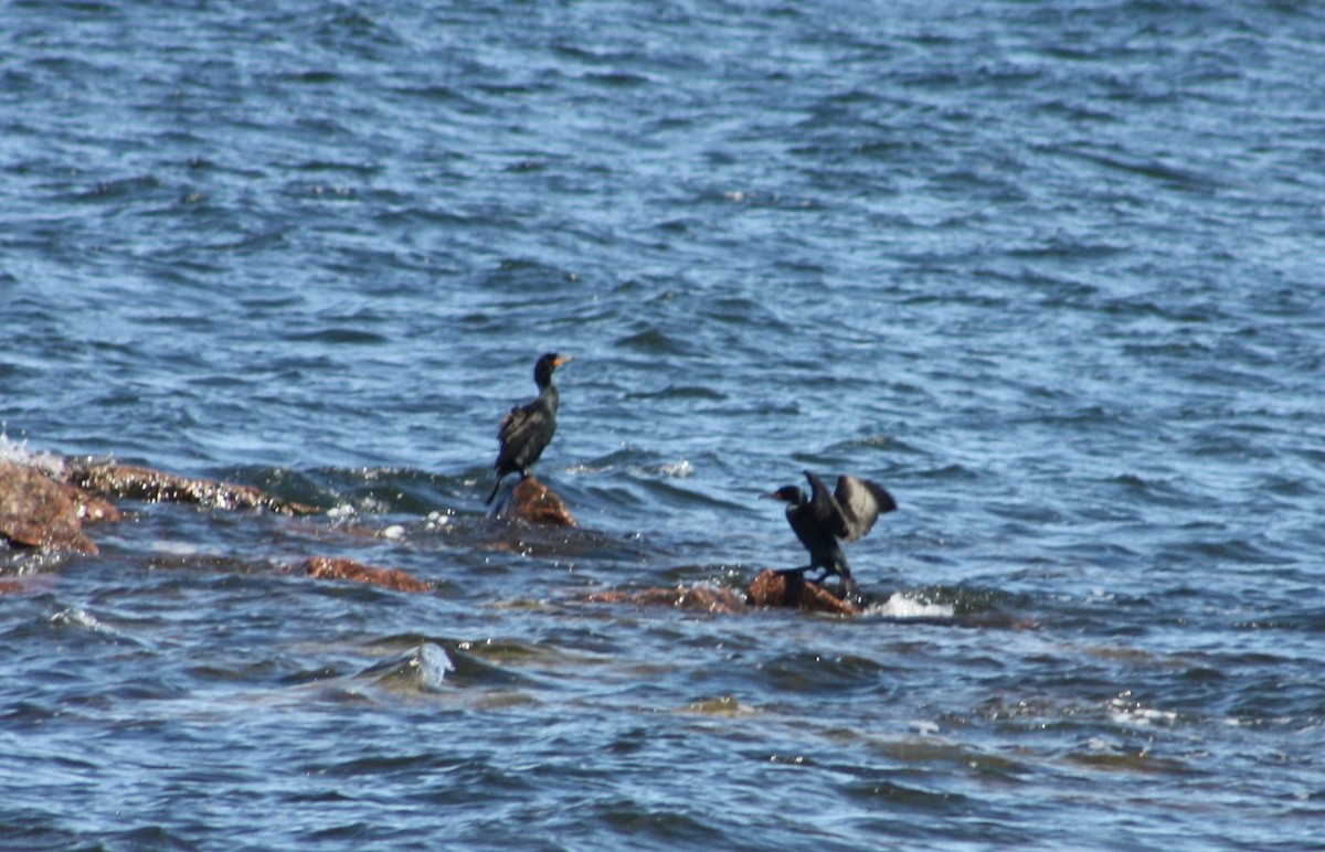 Great/Double-crested Cormorant - ML633988246