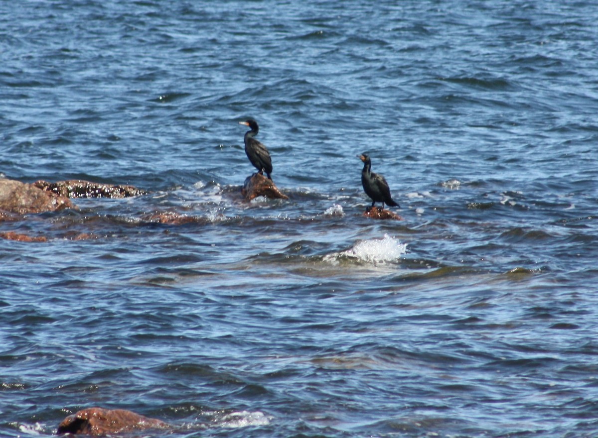 Great/Double-crested Cormorant - ML633988247