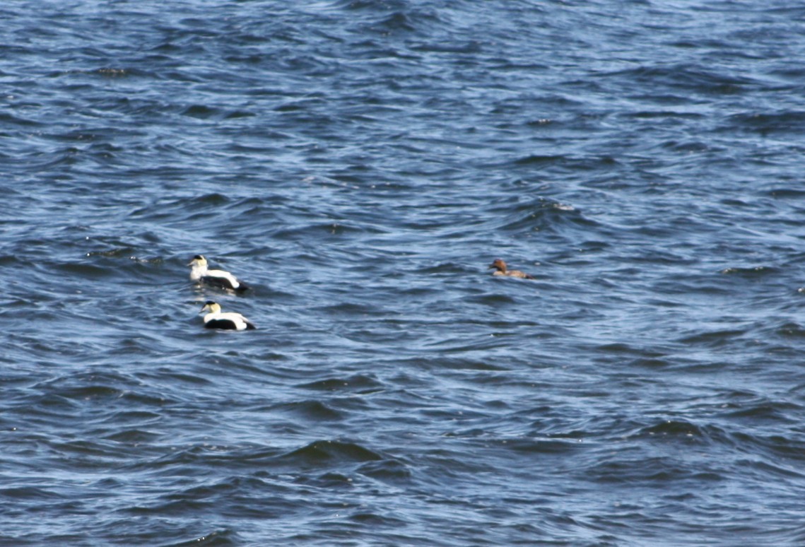 Common Eider - ML633988274