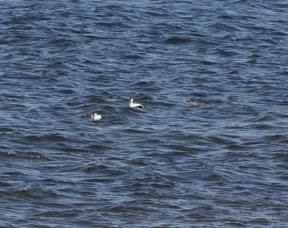 Common Eider - ML633988275