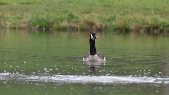 Canada Goose - ML633988286
