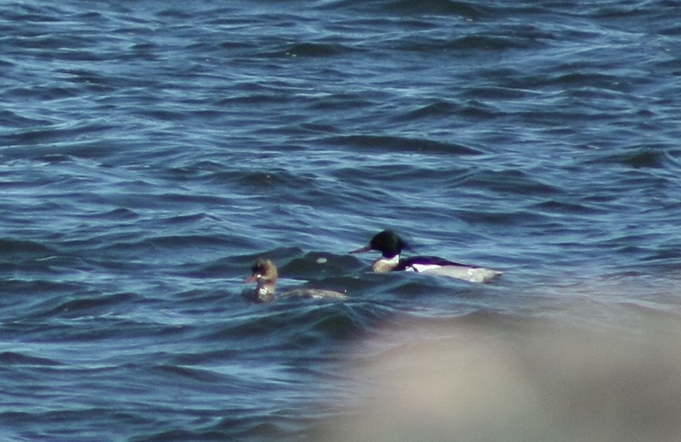 Red-breasted Merganser - ML633988314