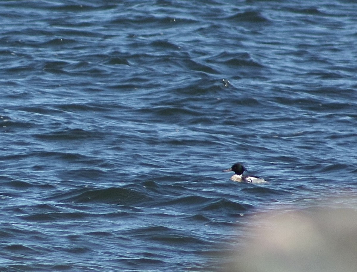 Red-breasted Merganser - ML633988315