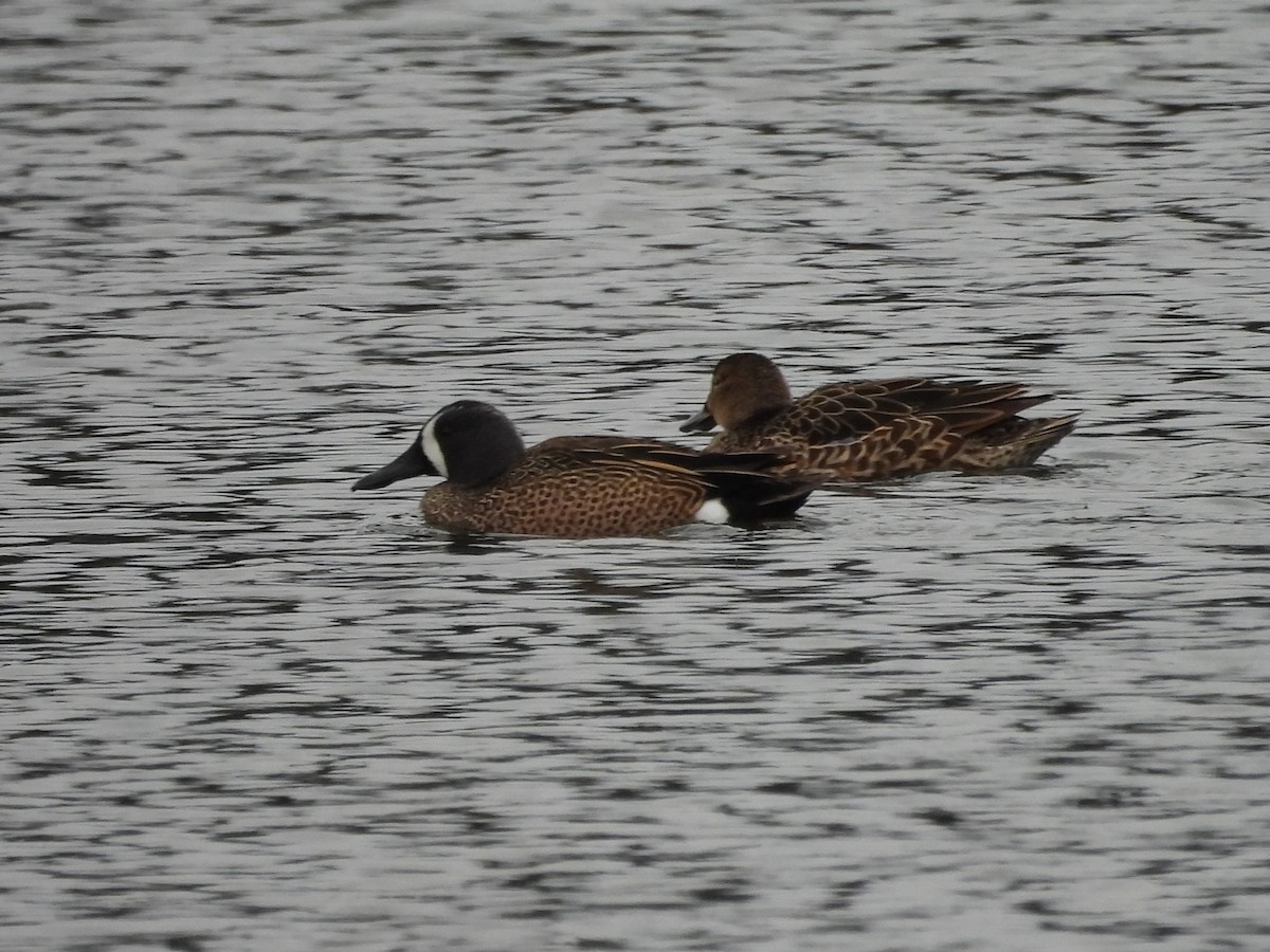Blue-winged Teal - ML633988388