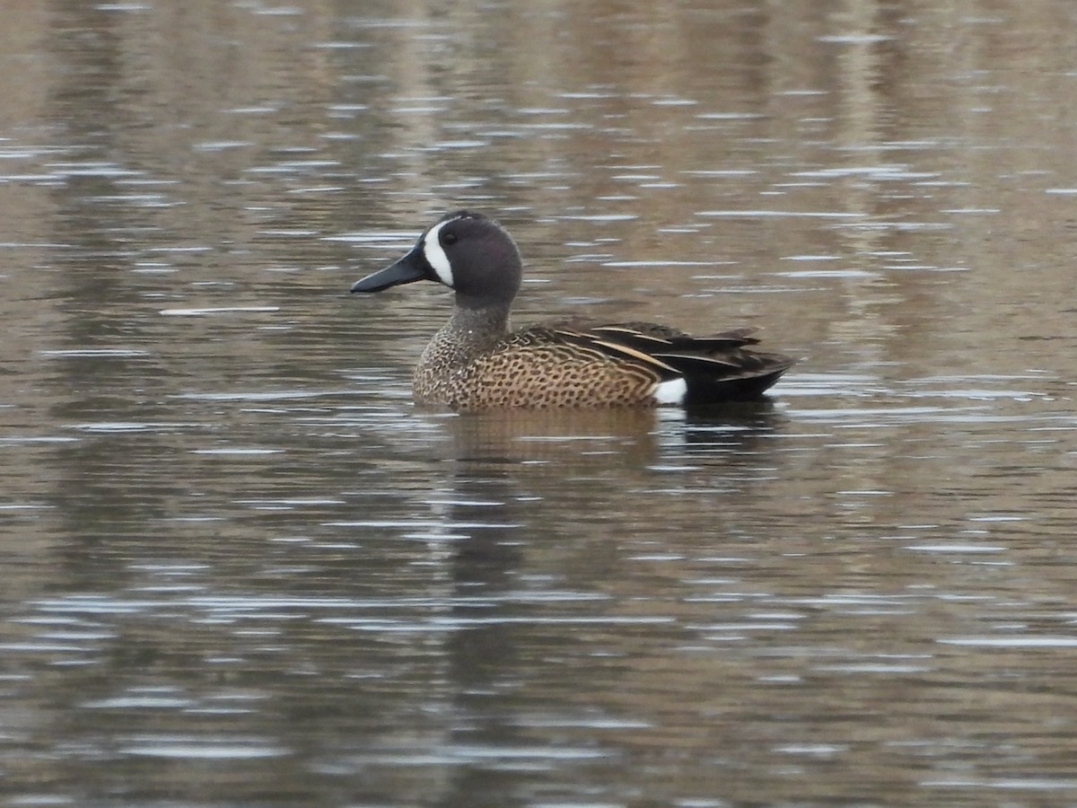 Blue-winged Teal - ML633988389
