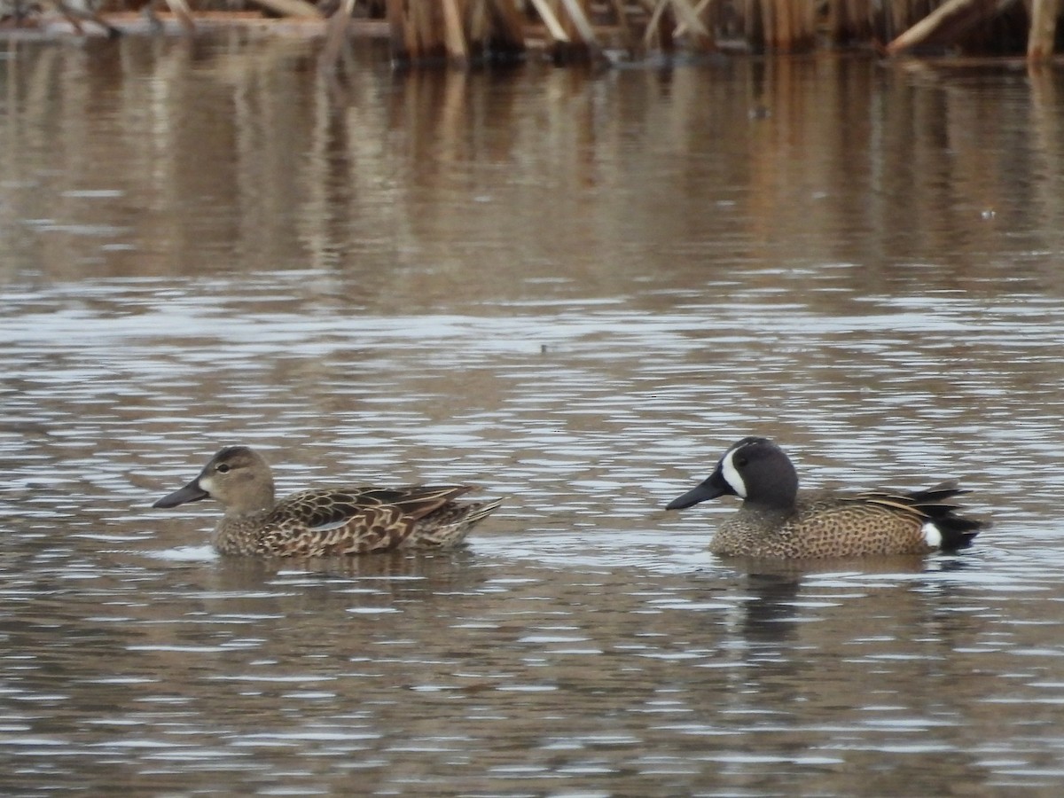 Blue-winged Teal - ML633988390