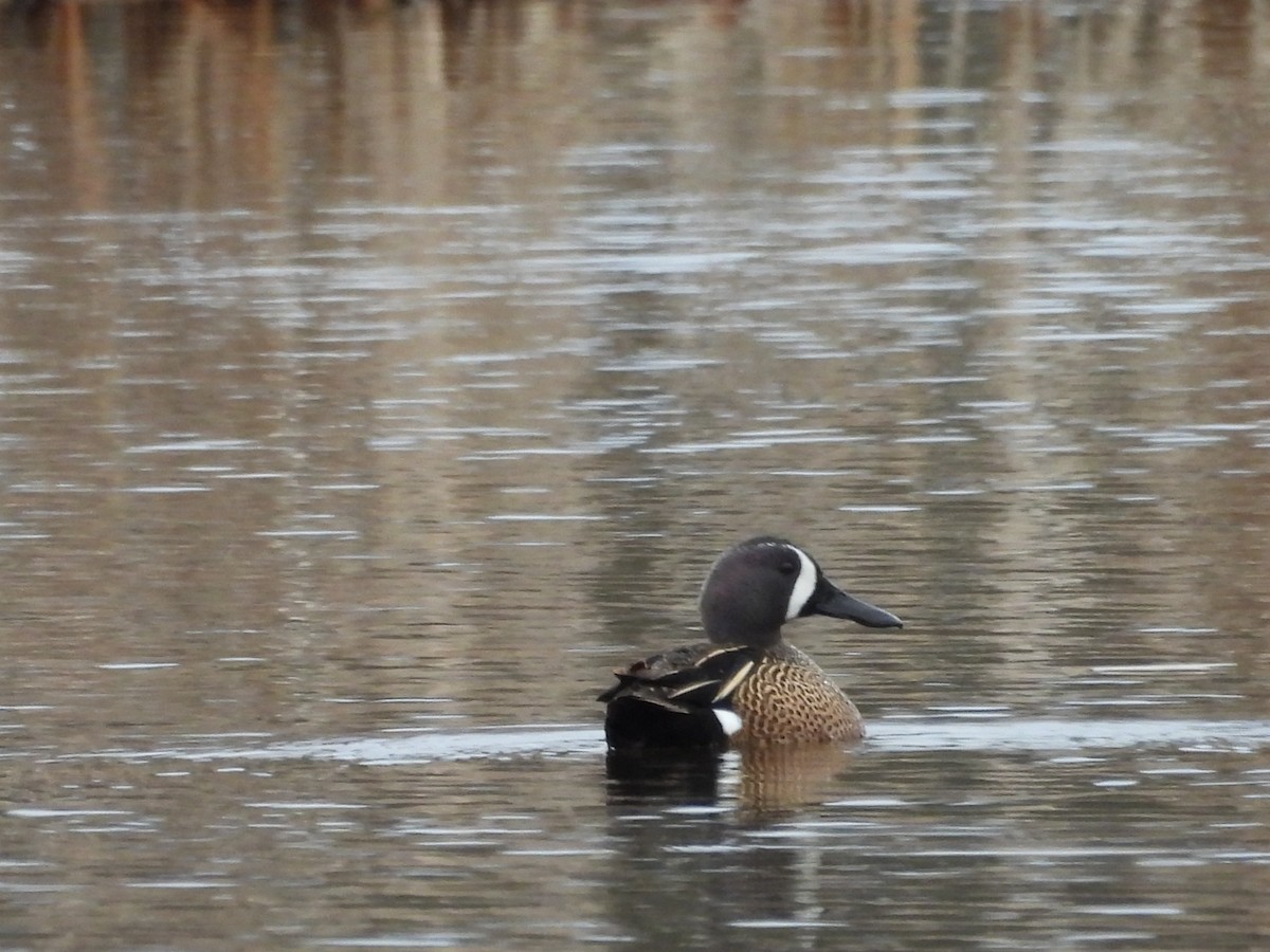 Blue-winged Teal - ML633988391