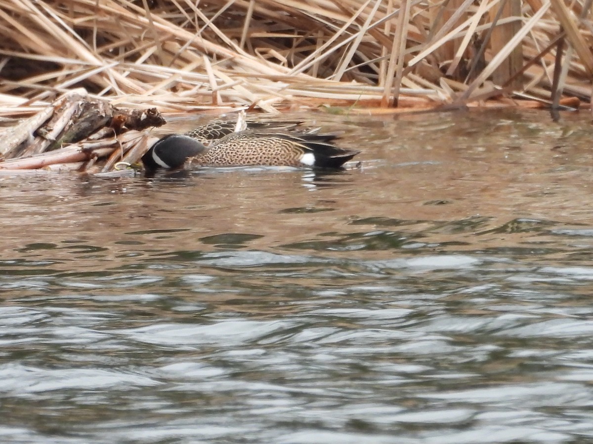 Blue-winged Teal - ML633988392
