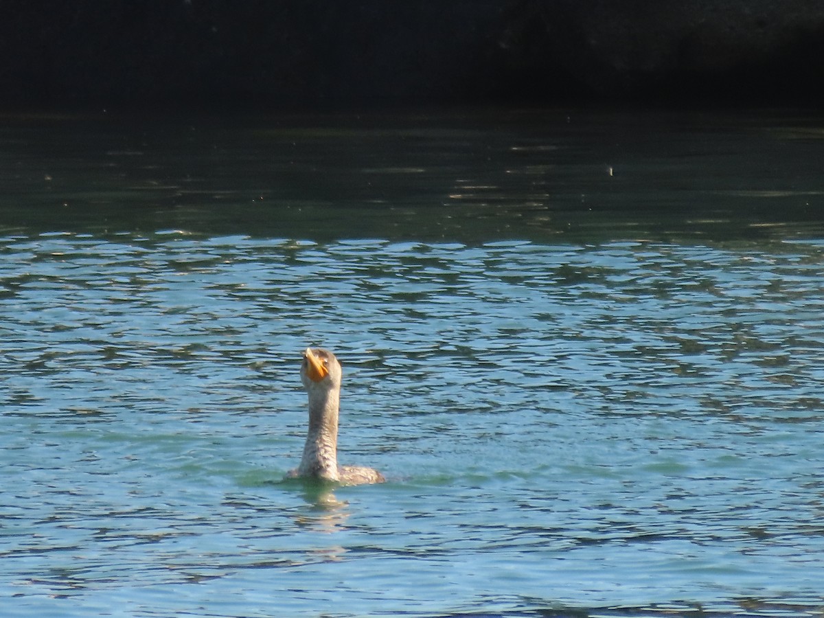 Double-crested Cormorant - ML633988393