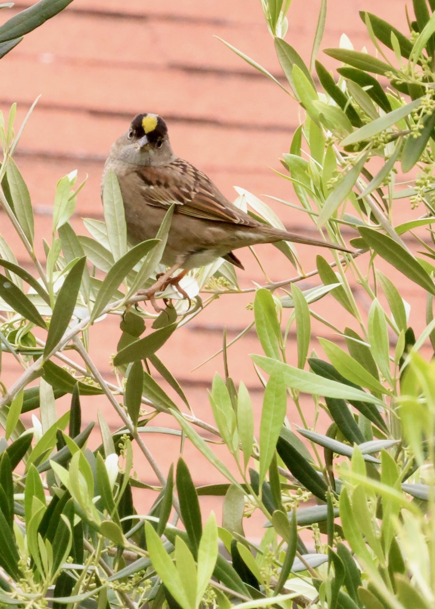 Golden-crowned Sparrow - ML633988397