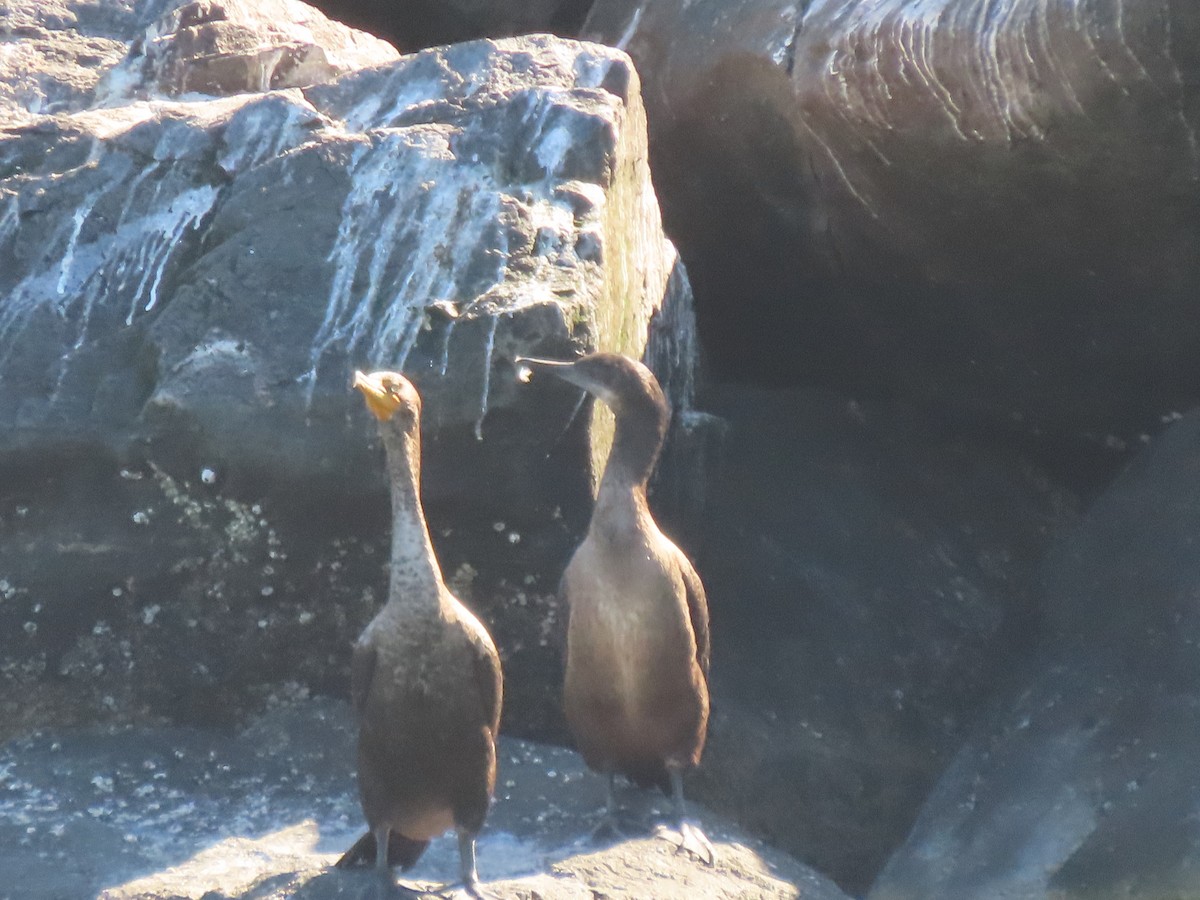Double-crested Cormorant - ML633988398