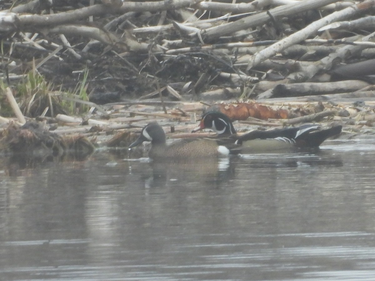 Blue-winged Teal - ML633988425