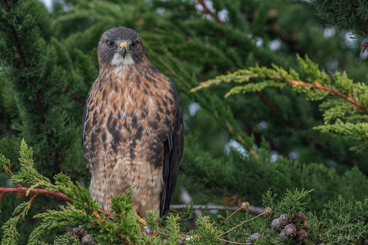 Rufous-tailed Hawk - ML633988503