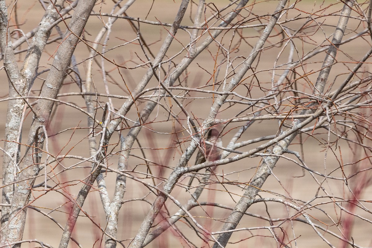 Eastern Phoebe - ML633988533
