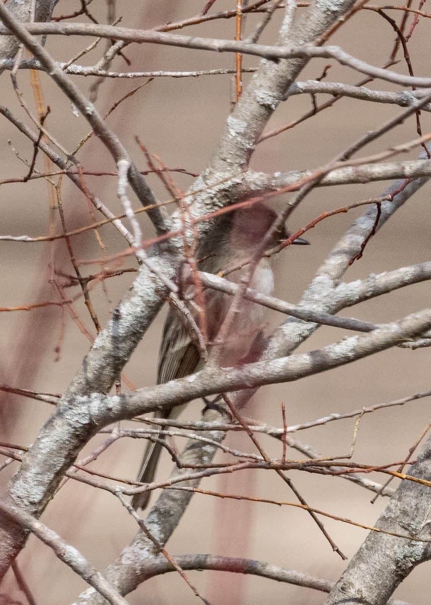 Eastern Phoebe - ML633988535