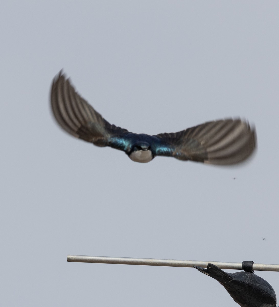 Tree Swallow - ML633988553