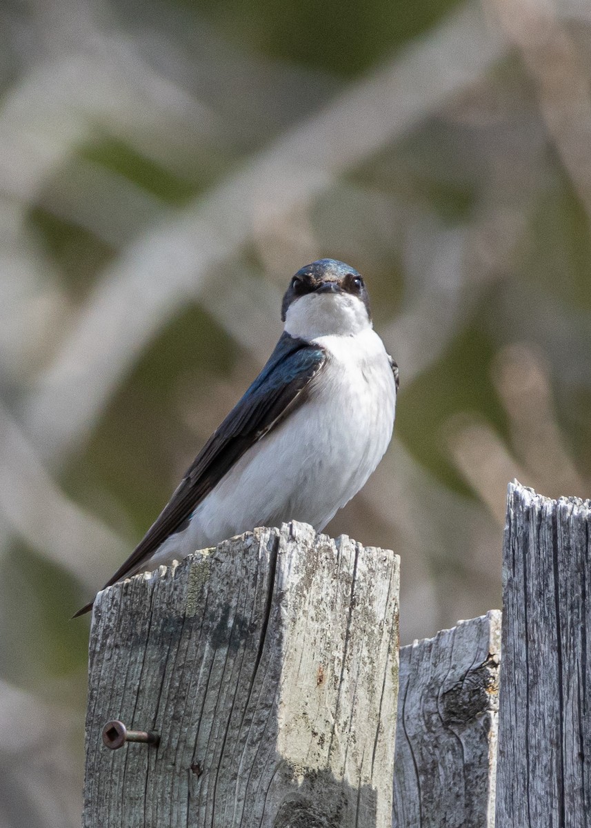 Tree Swallow - ML633988554