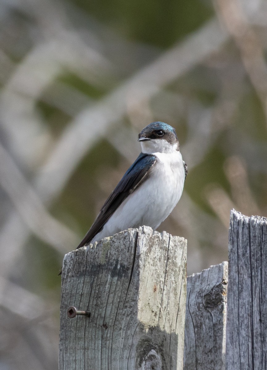 Tree Swallow - ML633988555