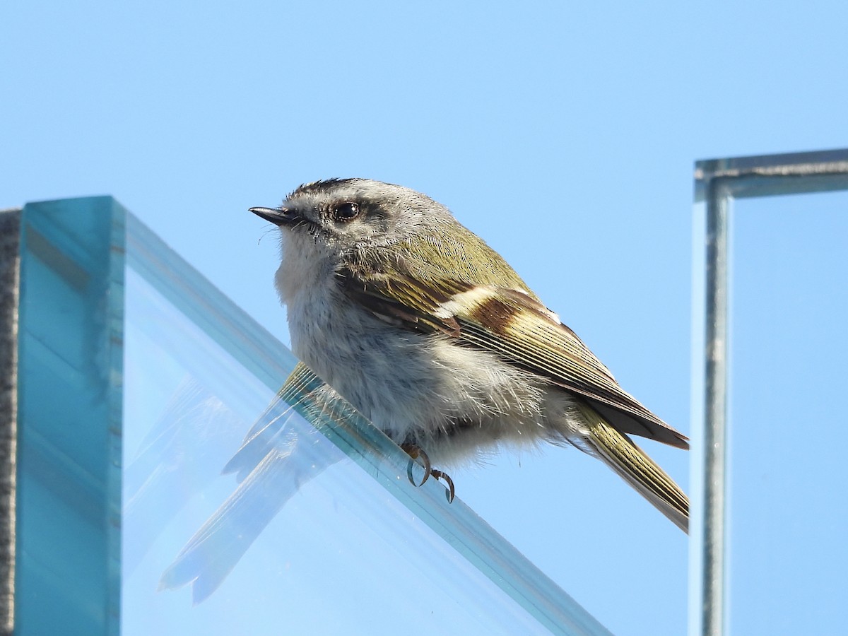 Golden-crowned Kinglet - ML633988604