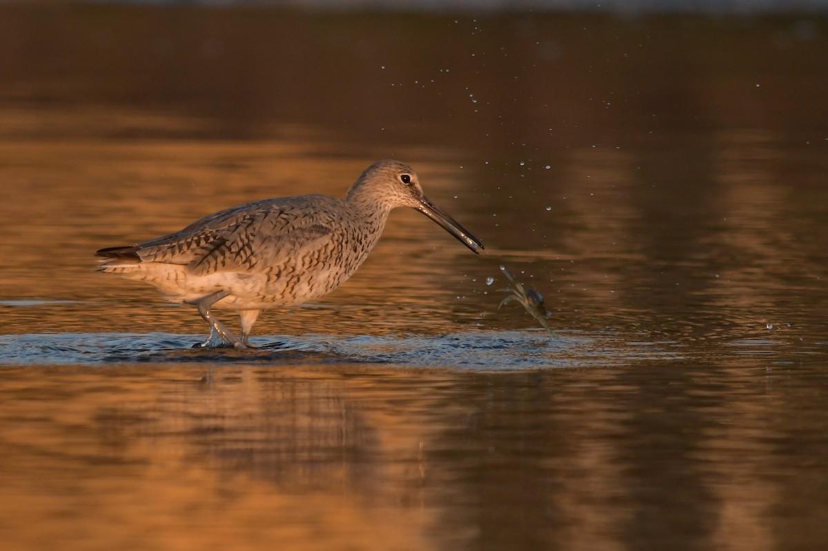 Willet - ML633988680