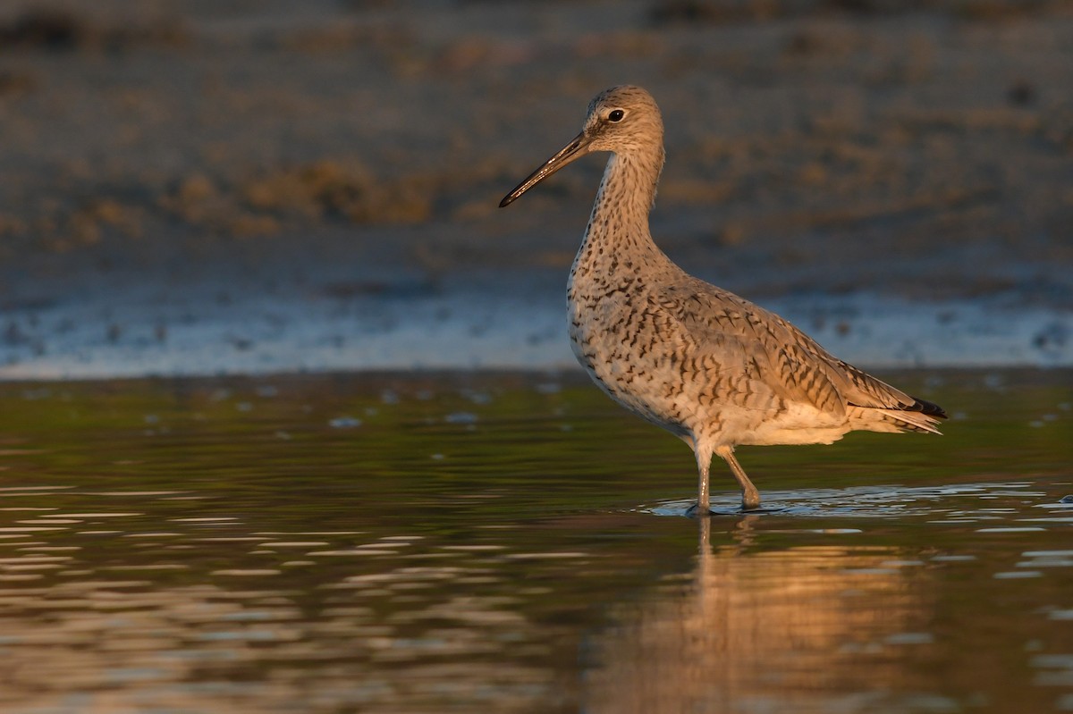 Willet - ML633988686